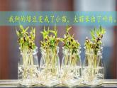 （2024）新教科版科学一年级上册1-5植物的变化PPT课件