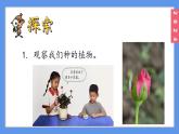 （2024）新教科版科学一年级上册1-5植物的变化PPT课件