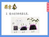 （2024）新教科版科学一年级上册1-5植物的变化PPT课件
