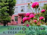 （2024）新教科版科学一年级上册1-6校园里的植物PPT课件