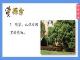 （2024）新教科版科学一年级上册1-6校园里的植物PPT课件