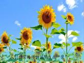 （2024）新教科版科学一年级上册1-4给植物画张像PPT课件