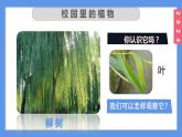 （2024）新教科版科學(xué)一年級(jí)上冊(cè)1-6校園里的植物PPT課件