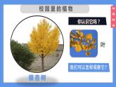 （2024）新教科版科學(xué)一年級(jí)上冊(cè)1-6校園里的植物PPT課件