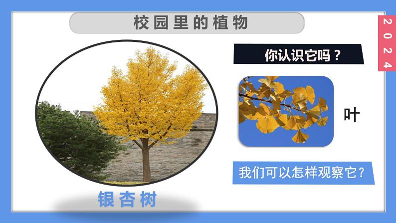 （2024）新教科版科学一年级上册1-6校园里的植物PPT课件05