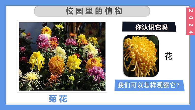 （2024）新教科版科学一年级上册1-6校园里的植物PPT课件07