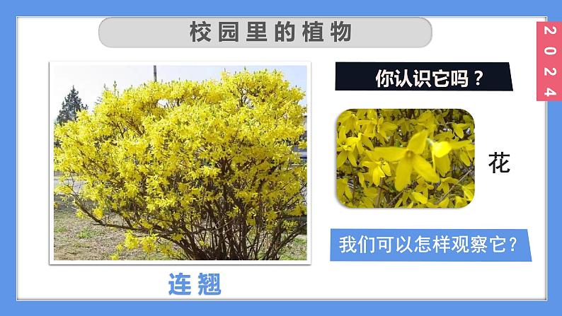 （2024）新教科版科学一年级上册1-6校园里的植物PPT课件08