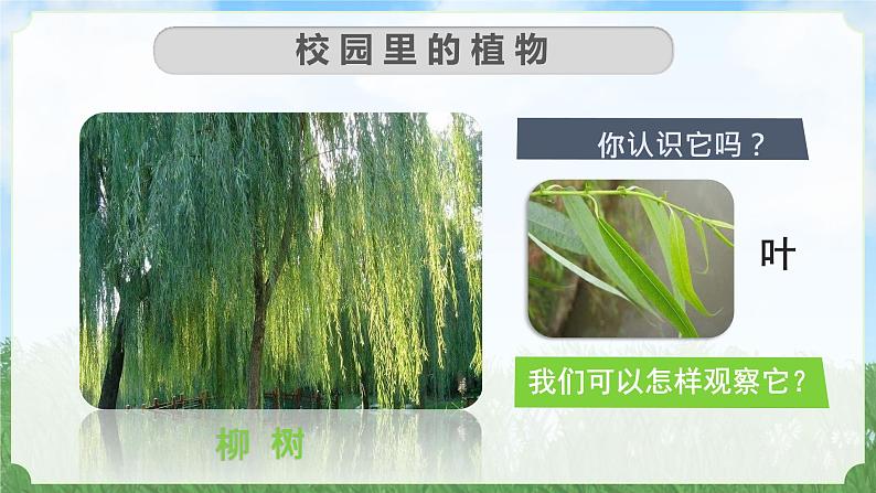 （2024）新教科版科学一年级上册1-6校园里的植物PPT课件04