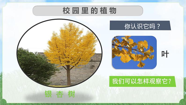 （2024）新教科版科学一年级上册1-6校园里的植物PPT课件05