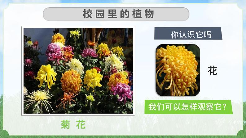 （2024）新教科版科学一年级上册1-6校园里的植物PPT课件07