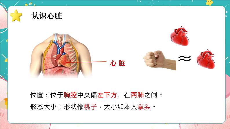 教科版五上《健康生活》第3课《心脏和血液》课件06