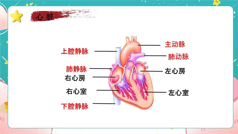 教科版五上《健康生活》第3课《心脏和血液》课件07