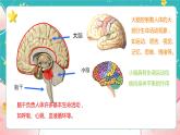 教科版五上《健康生活》第4課《身體的“總指揮”》課件