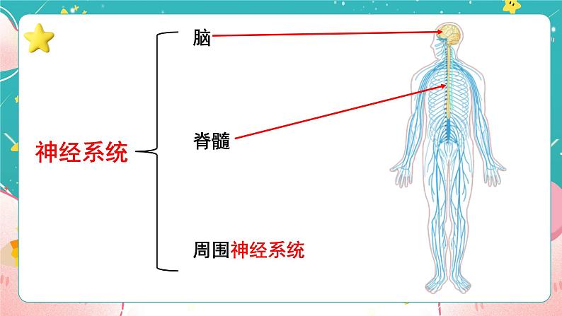 教科版五上《健康生活》第5课《身体的“联络员”》课件第7页