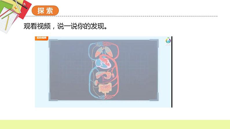 教科版科学五年级上册 第4.3课 心脏和血液（教学课件+同步教案）06