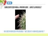 教科版科学五年级上册 第4.5课 身体的“联络员”（教学课件+同步教案）