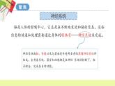 教科版科学五年级上册 第4.5课 身体的“联络员”（教学课件+同步教案）