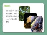 青岛版科学六年级上册 第5课 蘑菇和木耳（教学课件+同步教案）