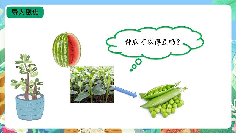 【核心素养新课标】2.6《植物的后代与亲代》课件+教案+素材06