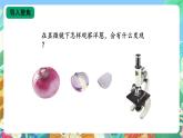 【核心素养新课标】3.9《显微镜下的细胞》课件+教案+素材