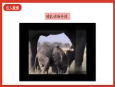 【核心素养新课标】1.1《鸟和哺乳动物》课件+教案+素材