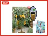 【核心素养新课标】2.4《用种子繁殖》课件+教案+素材