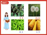 【核心素养新课标】2.5《不用种子怎样繁殖》课件+教案+素材