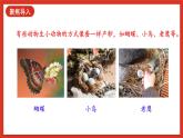 【核心素养新课标】2.6《动物的繁殖》课件+教案+素材