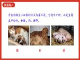 【核心素养新课标】2.6《动物的繁殖》课件+教案+素材