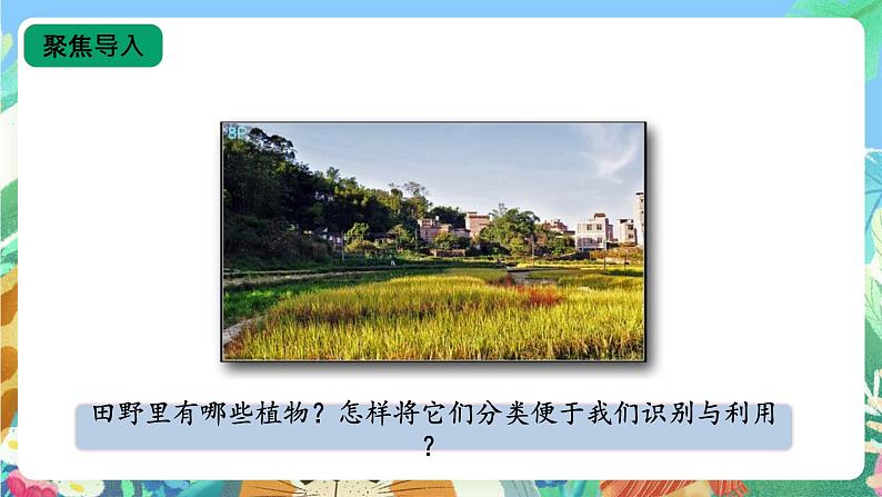 【核心素养新课标】2.4《植物的简单分类》课件+教案+素材03