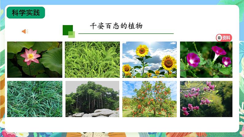 【核心素养新课标】2.4《植物的简单分类》课件+教案+素材04