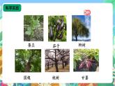 【核心素养新课标】2.4《植物的简单分类》课件+教案+素材
