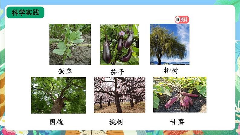 【核心素养新课标】2.4《植物的简单分类》课件+教案+素材05