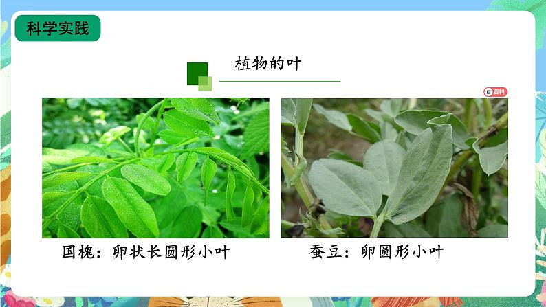 【核心素养新课标】2.4《植物的简单分类》课件+教案+素材07