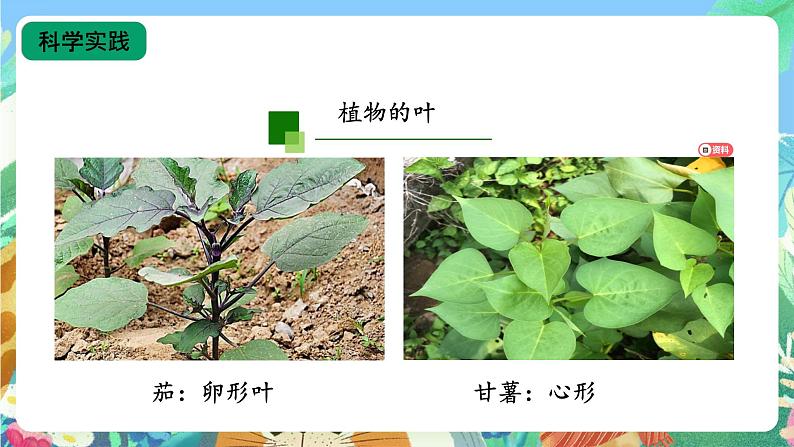 【核心素养新课标】2.4《植物的简单分类》课件+教案+素材08