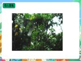 【核心素养新课标】3.10《雨和雪》课件+教案+素材