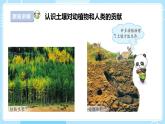 【苏教版】三上科学  2.7保护土壤（课件+教案+素材）