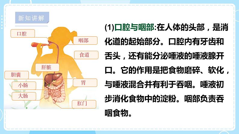 【苏教版】三上科学  5.18食物的旅行（课件+教案+素材）07