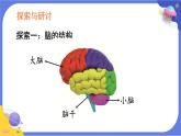 【核心素養(yǎng)】教科版科學(xué)五上4.4《身體的“總指揮“》課件+教案（含反思）