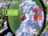 教科版科学六年级上册 第一单元1 放大镜 PPT课件