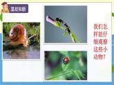 教科版科学六年级上册 第一单元1 放大镜 PPT课件