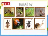 教科版科学六年级上册 第一单元3 观察身边微小的物体 PPT课件