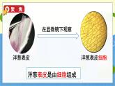 教科版科学六年级上册 第一单元5 观察更多的生物细胞 PPT课件