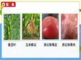 教科版科学六年级上册 第一单元5 观察更多的生物细胞 PPT课件