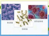 教科版科学六年级上册 第一单元7 微生物与健康 PPT课件