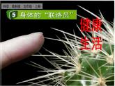教科版科学5年级上册 第4单元5 身体的“联络员” PPT课件