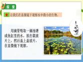 教科版科学六年级上册 第一单元6 观察水中的微小生物 PPT课件