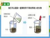 教科版科学六年级上册 第一单元6 观察水中的微小生物 PPT课件