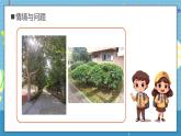 【核心素养】教科版小学科学一年级上册     6.校园里的植物   课件ppt+ 教案