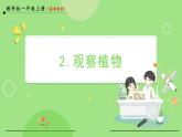 1.2 观察植物（课件）-2024-2025学年一年级科学上册教科版(2024)